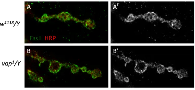 Figure 8. FasII intensity at the NMJ is reduced in vap mutant. 