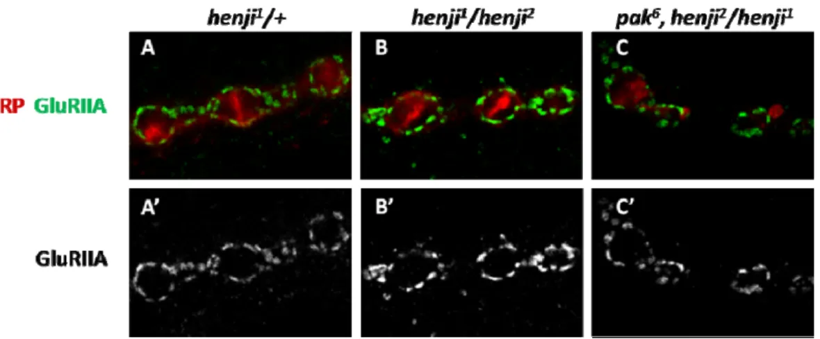 Figure 10. Loss of one copy of dpak restores postsynaptic GluRIIA clustering. (A-C) 