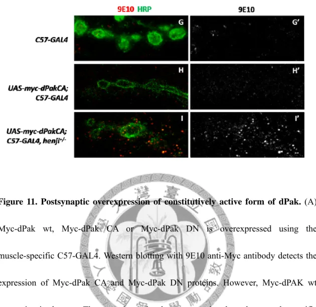 Figure 11. Postsynaptic overexpression of constitutively active form of dPak. (A) 