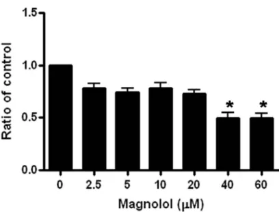 圖 2. 以細胞活性分析法觀察 magnolol 對人類主動脈內皮細胞存活率的影響： 