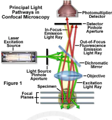 Figure 1. Optical pathway in confocal microscope [11].   