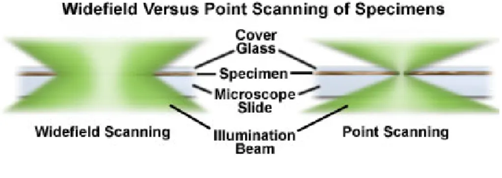 Figure 2. Depth of field of conventional optical microscope and confocal microscope [12]