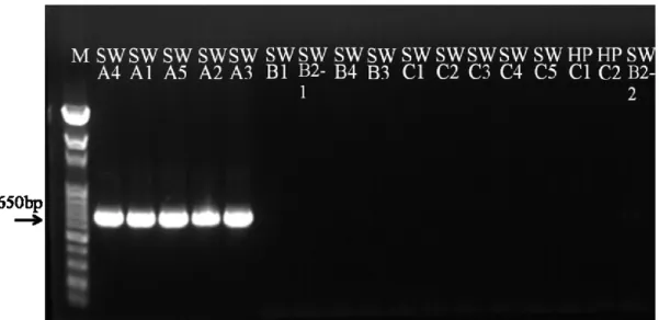 Fig. 3.3 PCR amplification of ψatp6-2 fragment from pepper leaf genomic DNA by  ATP-1 primer set