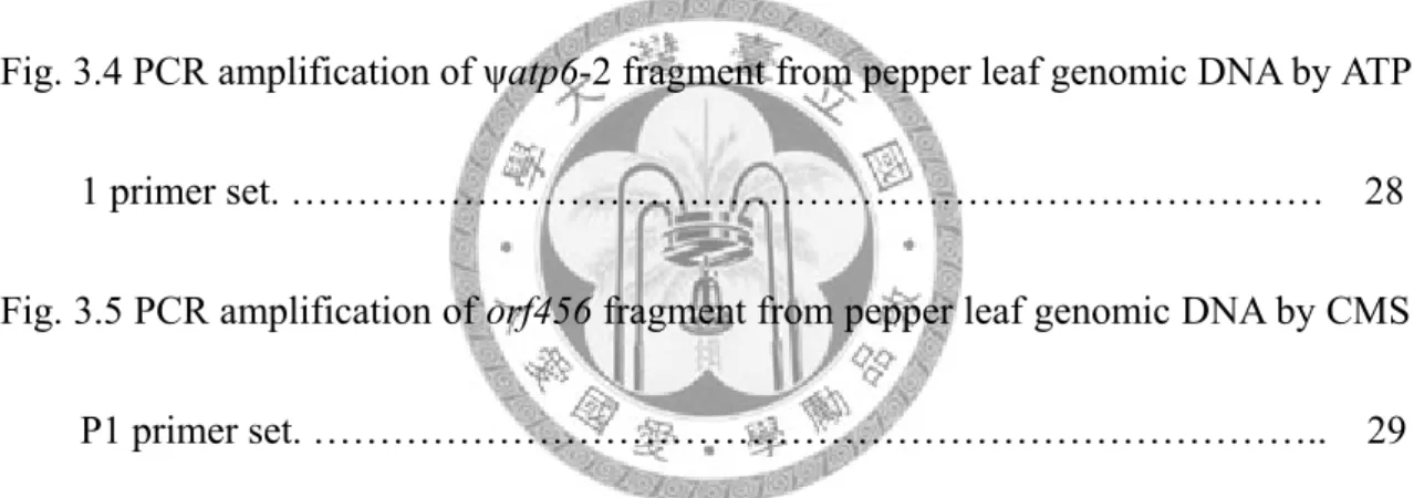 Fig. 3.1 PCR amplification of ψatp6-2 fragment from pepper leaf genomic DNA by (A)  ATP-1, (B) ATP-2, and (C) ATP-3 primer sets