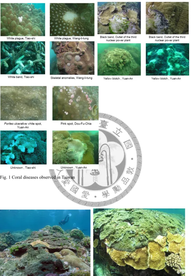 Fig. 1 Coral diseases observed in Taiwan 