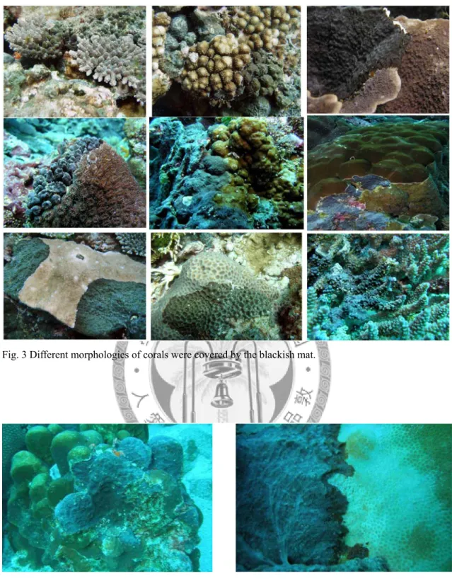Fig. 3 Different morphologies of corals were covered by the blackish mat. 