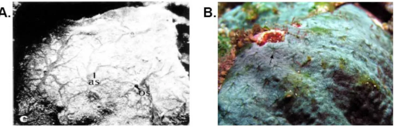 Fig. 5 Close-up of sponge crust. 