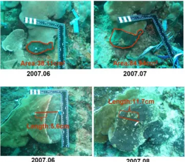 Fig. 8 Progress rate of T. hoshinota in Green Island. 
