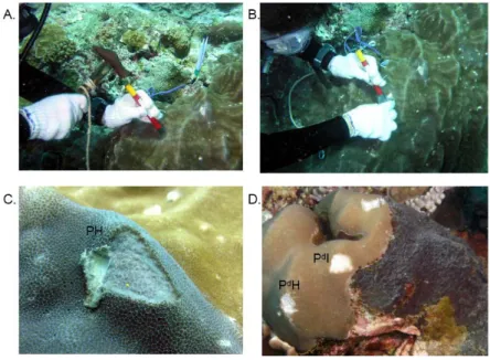 Fig. 11 P. lutea sampling procedure.   
