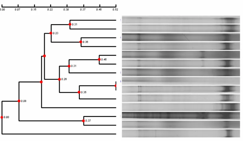 Fig. 14 Bacterial community composition (according to Fig. 15A 16S rRNA-DGGE gel and cluster diagram)