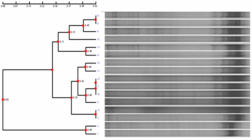 Fig. 16 Bacterial community composition (according to Fig. 17 16S rRNA-DGGE gel and cluster diagram)   