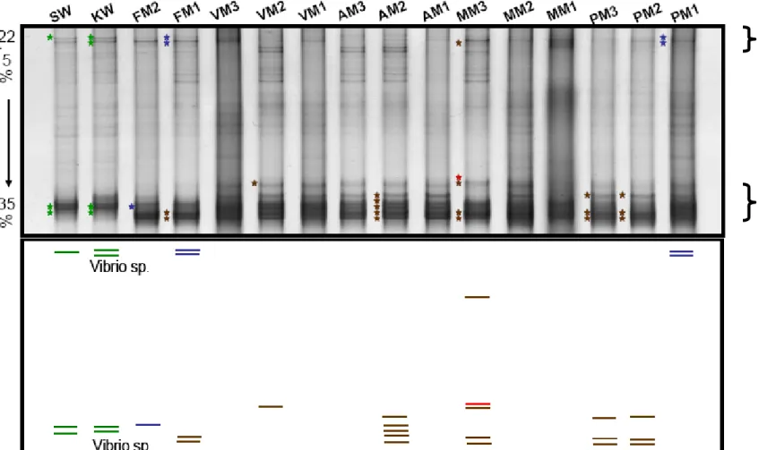Fig. 17 Bacterial community composition in sponge-infected five different coral species   