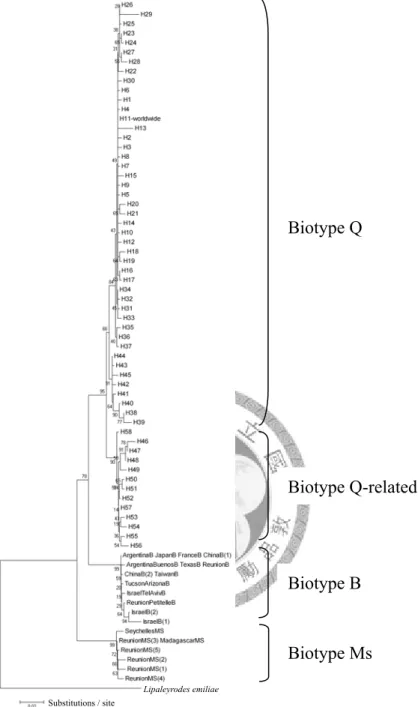 Fig 3. Phylogenetic tree of cytochrome oxidase I (COI) sequences for Bemisia tabaci. 