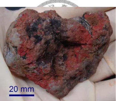 Fig. 5. The Fe-Mn nodules selected from Chuwei series soil. The core with black color  is Mn concretions, and the red periphery is composed of Fe-oxides