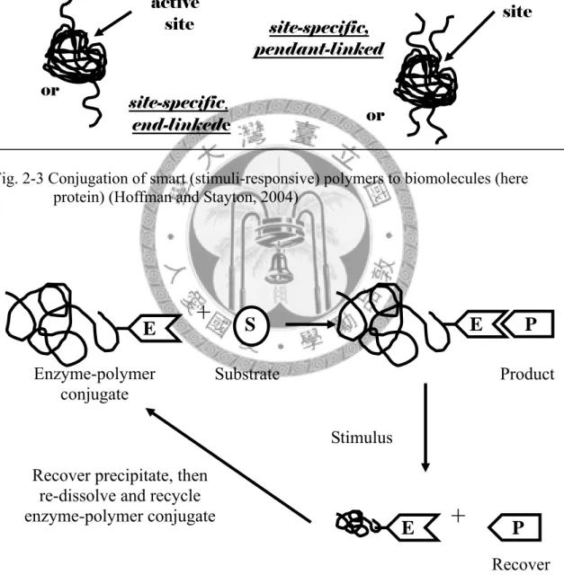 Fig. 2-4 The bioprocess of phase separations for protein recovery by using  enzyme-polymer (Hoffman and Stayton, 2004) 