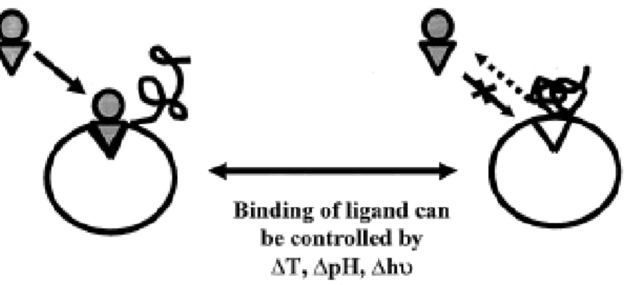 Fig. 2-5 Site-specific conjugates of smart polymers and genetically-engineered proteins  can act as “on-off” molecular switches (Hoffman and Stayton, 2004) 