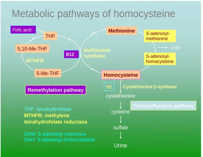 Figure 1. Metabolic pathway of homocysteine 