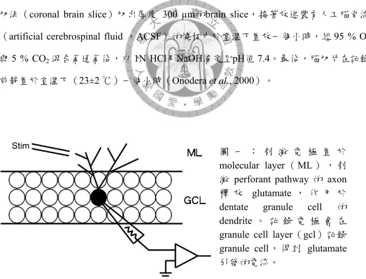 圖 一 ： 刺 激 電 極 置 於  molecular layer （ ML ） ， 刺 激 perforant pathway 的 axon 釋 放 glutamate ， 作 用 於 dentate granule cell 的 dendrite 。 記 錄 電 極 會 在 granule cell layer（gcl）記錄 granule cell，得到 glutamate 引發的電流。 