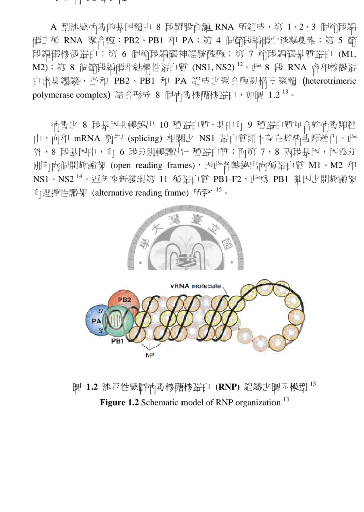 圖 1.2 流行性感冒病毒核醣核蛋白 (RNP) 組織之圖示模型 13 Figure 1.2 Schematic model of RNP organization  13