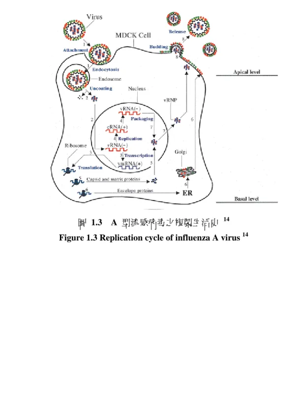 Figure 1.3 Replication cycle of influenza A virus  14