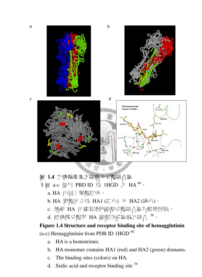 Figure 1.4 Structure and receptor binding site of hemagglutinin  (a-c) Hemagglutinin from PDB ID 1HGD  60