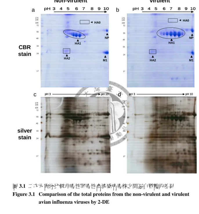 Figure 3.1  Comparison of the total proteins from the non-virulent and virulent  avian influenza viruses by 2-DE   