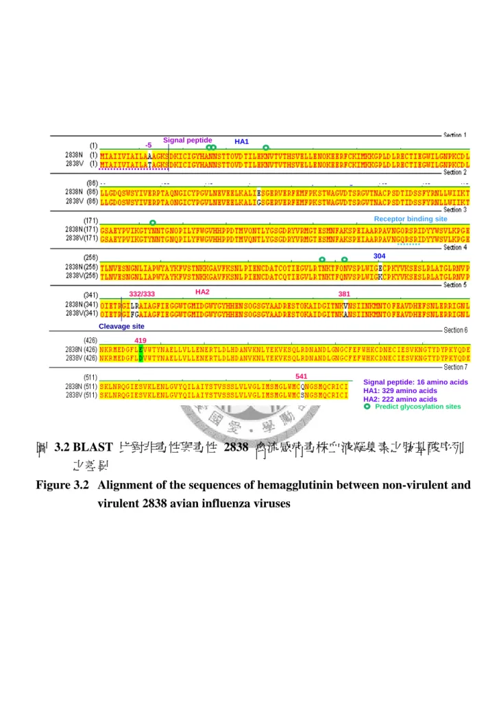 圖 3.2 BLAST 比對非毒性與毒性 2838 禽流感病毒株血液凝集素之胺基酸序列              之差異 