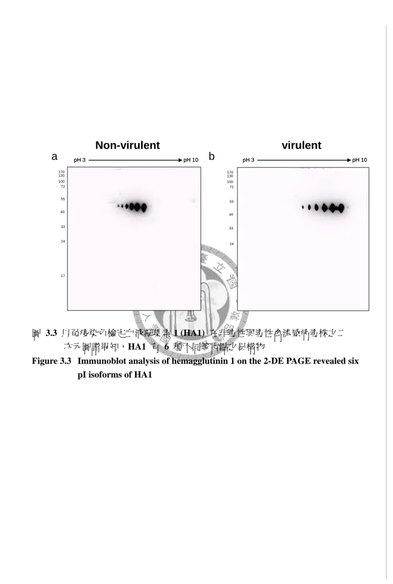 圖 3.3 以免疫染色檢定血液凝集素 1 (HA1)  在非毒性與毒性禽流感病毒株之二                次元圖譜得知，HA1  有 6 種不同等電點之異構物 