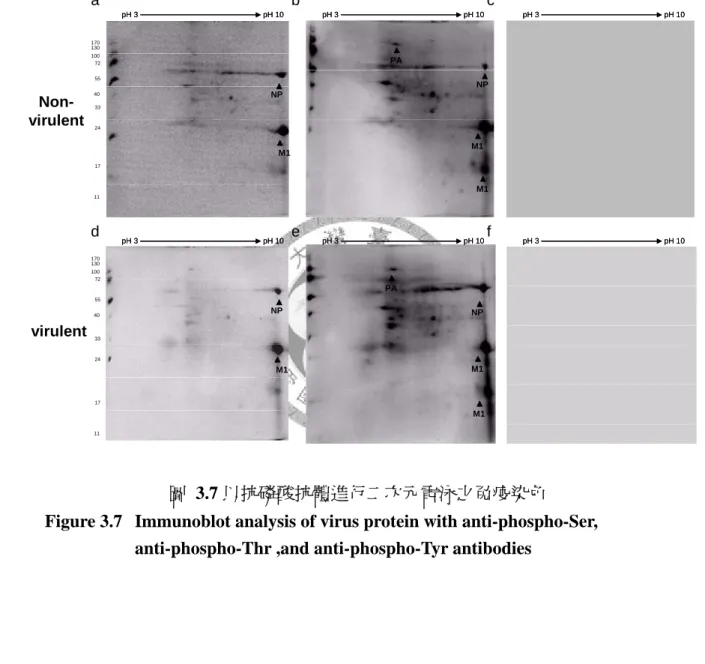 Figure 3.7   Immunoblot analysis of virus protein with anti-phospho-Ser,  anti-phospho-Thr ,and anti-phospho-Tyr antibodies 