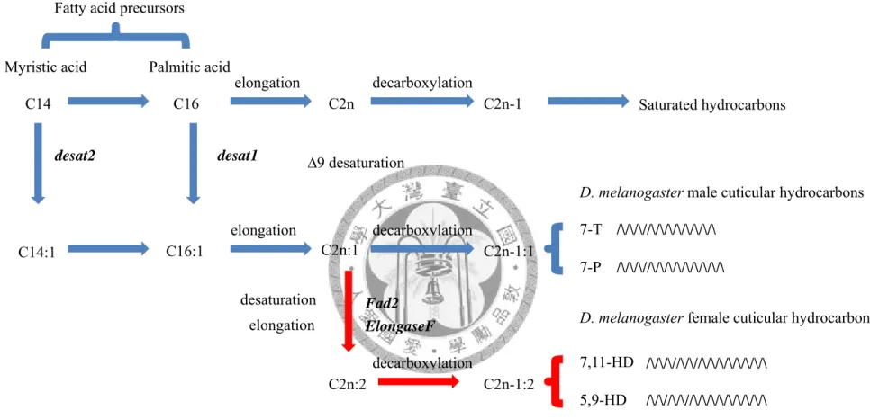 Fig 1.1. The CHs biosynthesis pathway in D. melanogaster (redraw from Legendre et al. 2008)