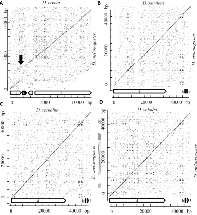 Fig 2.3. The Dotplot of desaturase genes. A: The comparing of desat2 in D. melanogaster  with D
