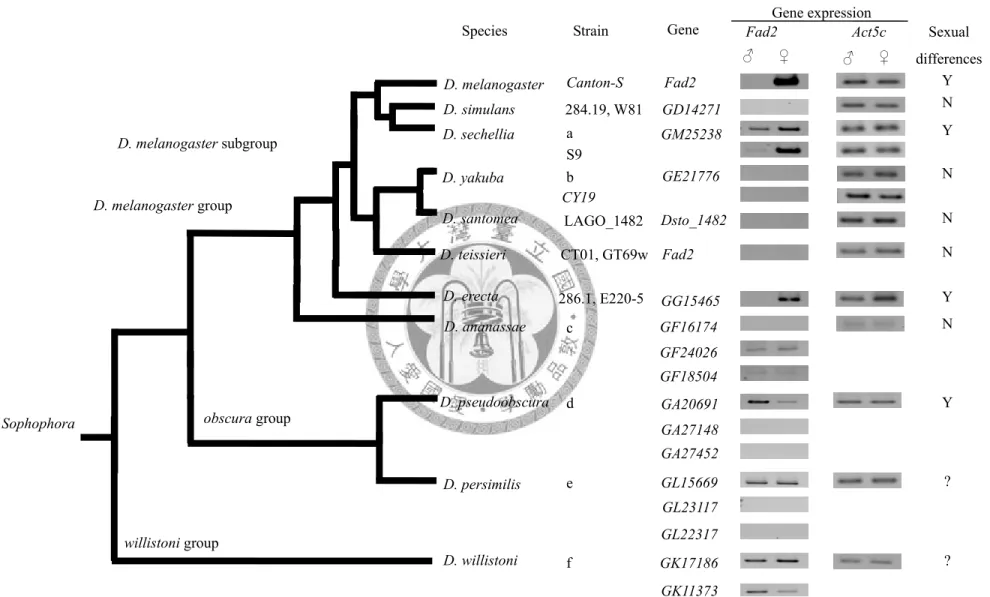 Fig. 2.7. The phylogenetic relationships between Fad2 homolog expression patterns and sexually dimorphic CHs in Drosophila species