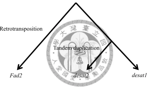 Fig 2.8. The hypothesized origin of three desaturase genes in Drosophila. 