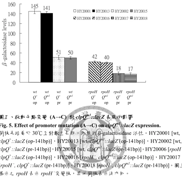 Fig. 5. Effect of promoter mutation (A→C) on clpQ m1 ::lacZ expression. 