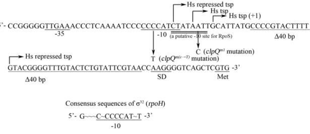 Fig. 1. Nucleotide sequences of the promoter region of the clpQ +  clpY +  operon. 