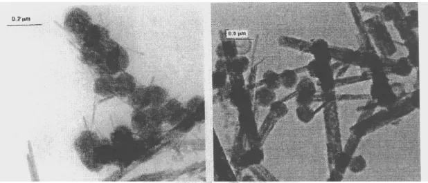 Fig. 2- 15 TEM images showing the Zn 2 SiO 4 :Mn made by Ahmadi’s method contains  both the spherical and acicular shape