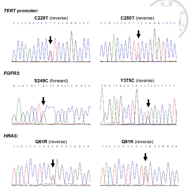 Figure 3. Common point mutations in the TERT promoter region (upper panel), FGFR3 
