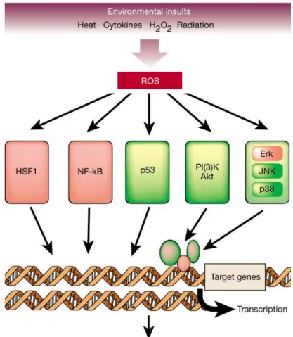 Fig. 2. 1 Major signaling pathways activated in response to oxidative stress [31] 