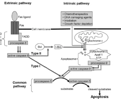 Fig. 2 [31]  Fig. 2 2. 2 Compo2. 3 The hy onents of ca ypothetical m aspase-depenmodel for N ndent intrin NP cell senes