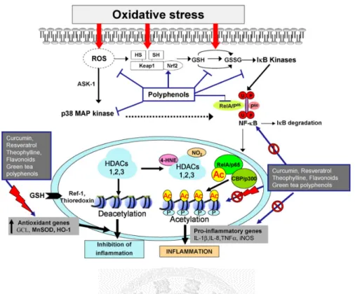 Fig. 2. 5 A schematic model for polyphenols and flavonoids mediated modulation of  cell signaling [45] 