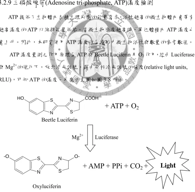 圖 3-8 ATP 與冷光酶反應示意圖(Part# TB337, Promega) Beetle Luciferin Luciferase Mg2+SN-ONSO-SNOHNSCOOHOxyluciferin   + ATP + O2
