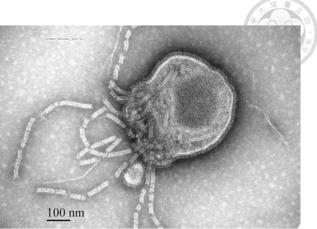 Figure 3.1    Paramyxovirus virion found in allantoic fluid of embryonated chicken  egg inoculated with swab sample extract from a red collared dove in Taiwan