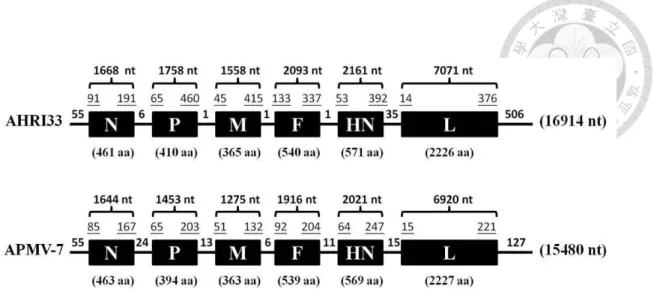 Figure 3.2    Schematic diagram of avian paramyxovirus (APMV) AHRI33 isolate and  APMV-7 genome