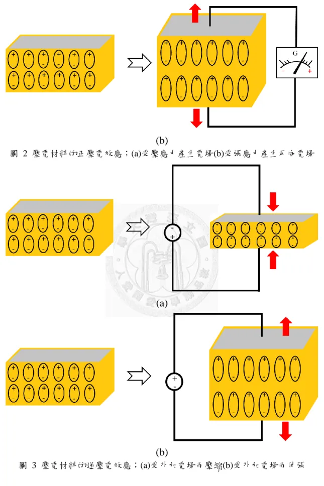 圖  2  壓電材料的正壓電效應；(a)受壓應力產生電場(b)受張應力產生反向電場 