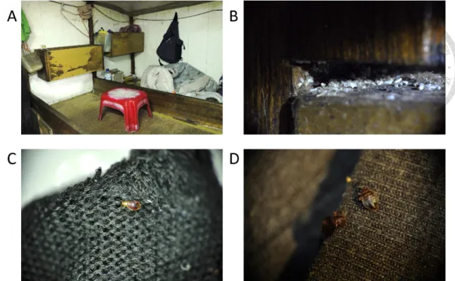 Figure 5    Infestation of bed bugs in fishing vessel. (A) overview of bed bug infestation  environment, crowded and tiny; (B) eggshell stuck in the gap of bed frame; (C) 2 nd  nymph  had fed on blood and hid on shoes; (D) bed bugs were dead on bed sheet