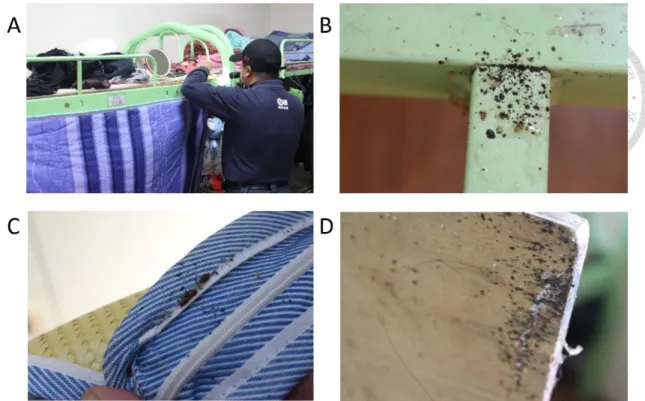 Figure 6    Infestation of bed bugs in worker dorm. (A) PCO conducted investigation  by flashlight; (B) dark fecal spots were on metal bed frame; (C) bed bugs hid on a mattress  and along the mattress piping; (D) eggshells stuck on bed board with blood fec