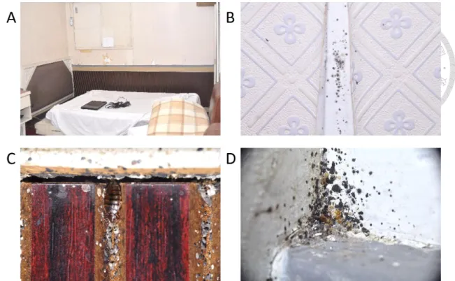 Figure  7    Infestation  of  bed  bugs  in  hotel  room.  (A)  an  old  business  hotel  had  treatment for bed bugs two weeks ago; (B) blood stains were on wall paper; (C) a bed bug  hid in clapboard with feces and eggshells; (D) molts and blood stains w
