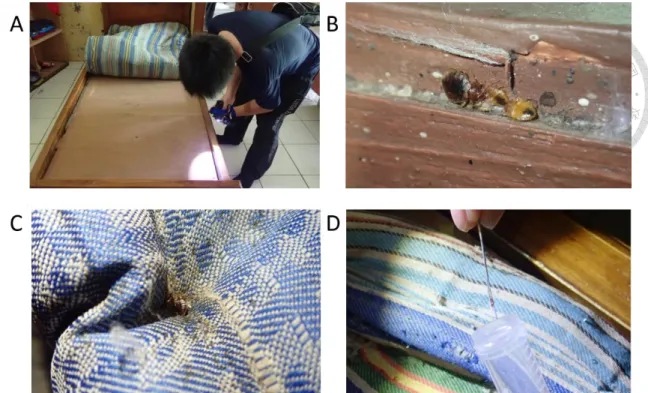 Figure  8    Infestation  of  bed  bugs  in  residential  room.  (A)  operator  conducted  investigation  by  flashlight  in  an  orphanage  from  Indonesia;  (B)  bed  bugs  hid  in  wood  crevices, around bed frame; (C) bed bugs hid on a mattress; (D) op