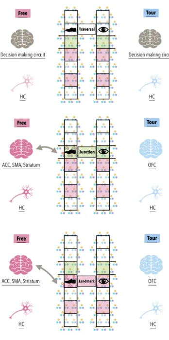Figure 1. Hypothesized Brain Activations During Learning  Hypothesized Brain Activations During Learning 
