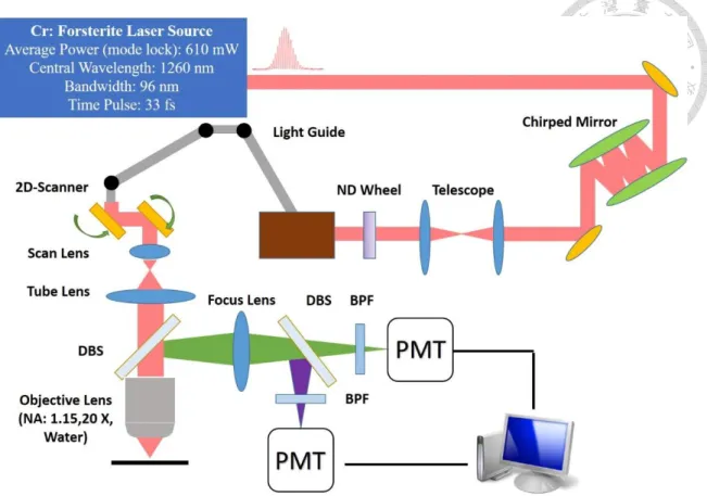 Fig. 3.5    Optical system setup. DBS: dichroic beam splitter; BPF: band-pass filter; PMT: 